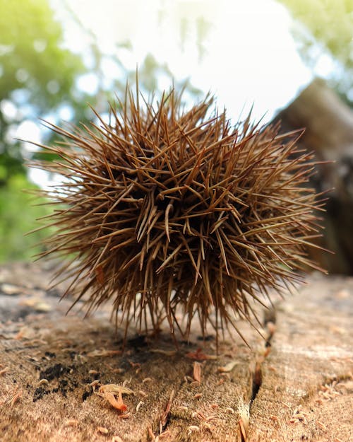 Castanha Espinhosa