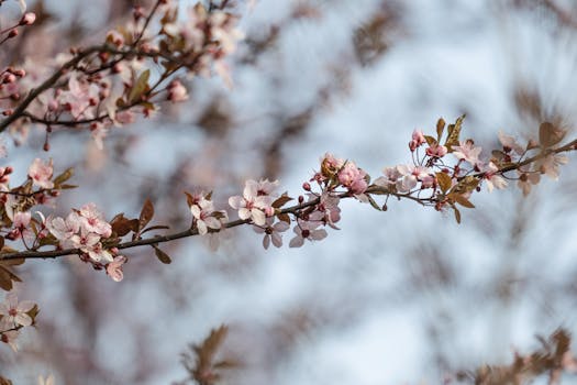 Close-up of delicate cherry blossoms in full bloom during spring in Freiburg, Germany.