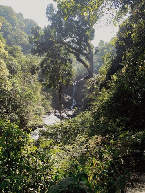 Безкоштовне стокове фото на тему «Водоспад, зелений, Індія»