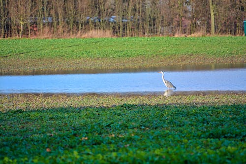 Free stock photo of arable, bird, bird watching