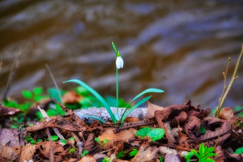 Free stock photo of blooming flowers, brown plant, festival of spring