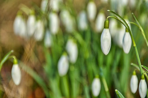 Free stock photo of bed of flowers, bloom, blossoming