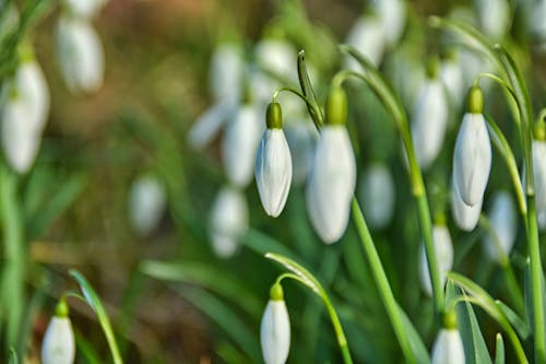 Gratis lagerfoto af blomst, blomster, fjeder