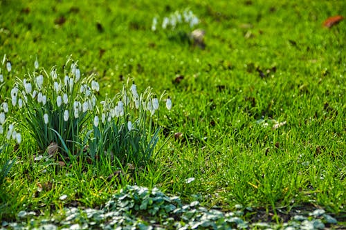 Free stock photo of bed of flowers, bloom, blossoming