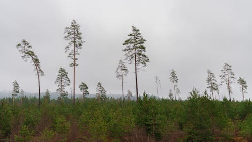 A forest with many trees on a cloudy day