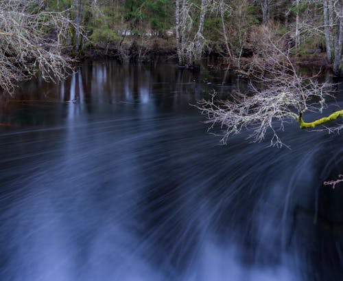 Trees Branches over River in Forest