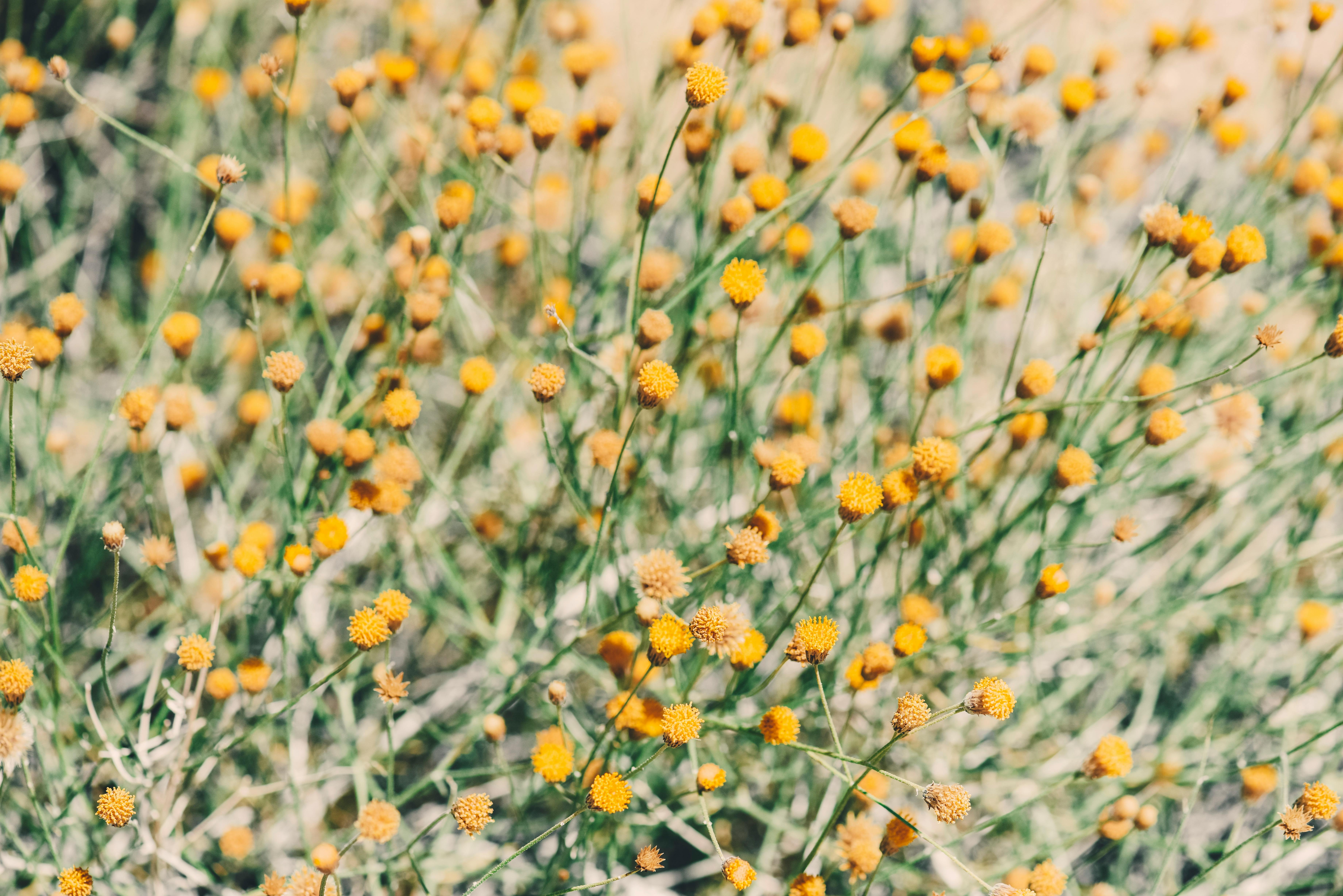 Gratis Fiori Di Primavera Foto a disposizione