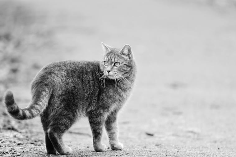 Monochrome image of a curious cat with fur details, posed outdoors.