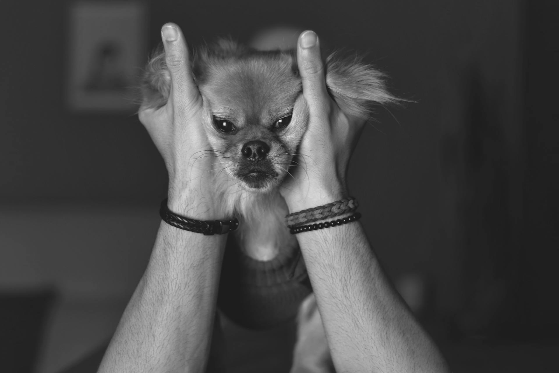 Man Holding a Furry Dog in Black and White