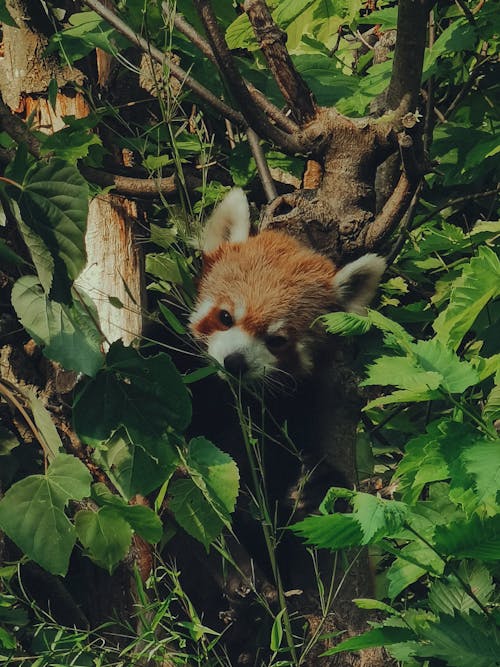 A red panda is hiding in the bushes