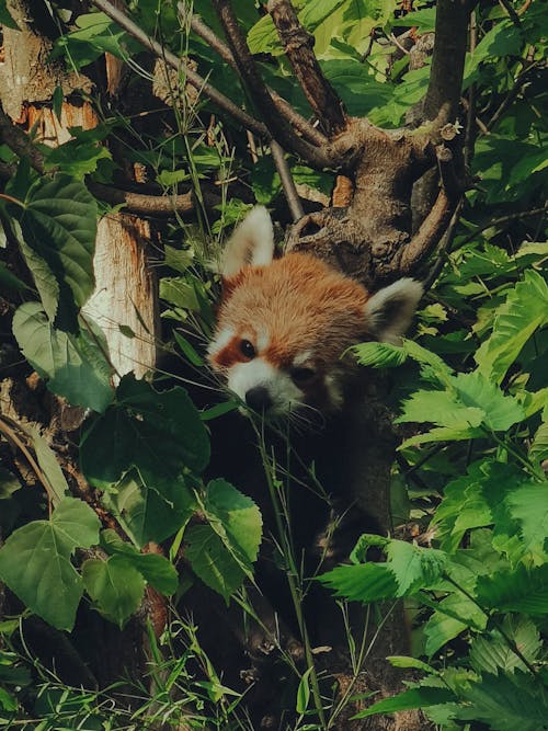 곰, 너구리판다, 동물의 무료 스톡 사진