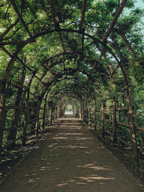 A tunnel with trees and vines on the side