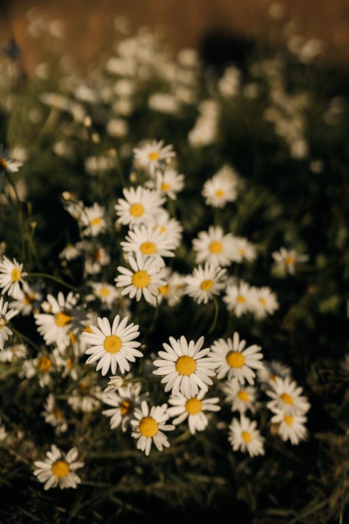 デイジー, フラワーズ, 咲くの無料の写真素材