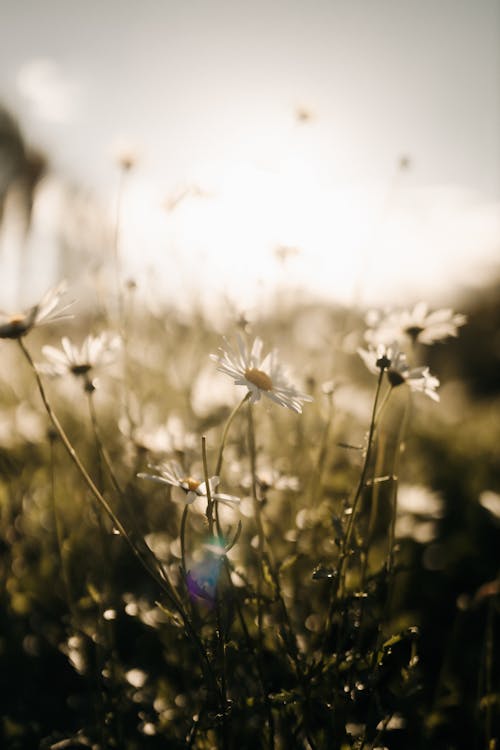 A field of daisies with the sun shining through