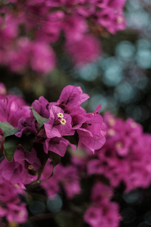 Gratis lagerfoto af bougainvillea, fjeder, kronblade