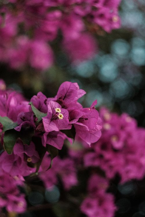 Free Beautiful close-up of pink bougainvillea flowers with blurred background, showcasing nature's vivid colors. Stock Photo