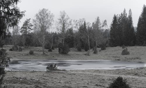 Black and white photo of a pond in the woods