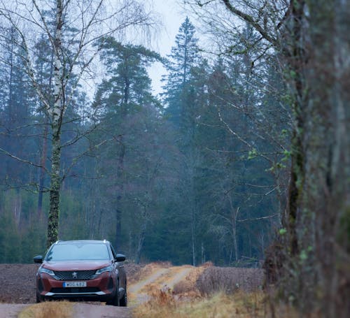 Immagine gratuita di alberi, auto, avventura