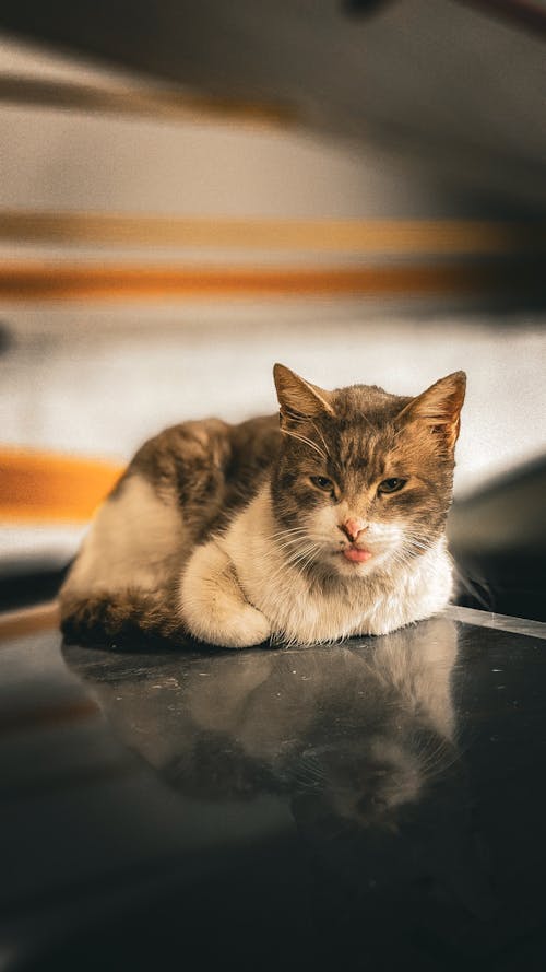 Fotos de stock gratuitas de atigrado, enfoque selectivo, fotografía de animales