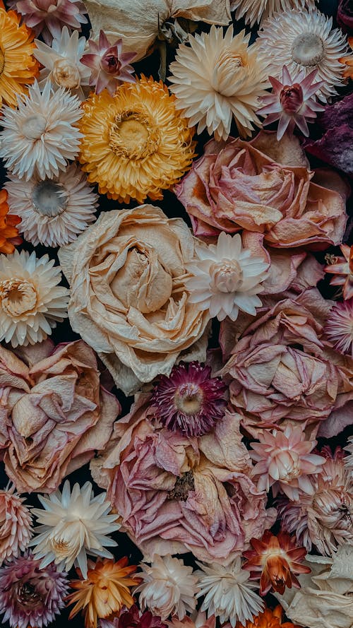 Fotos de stock gratuitas de colorido, delicado, flora