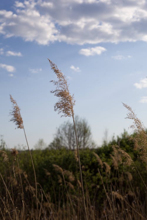 Ingyenes stockfotó búza, felhők, fű témában