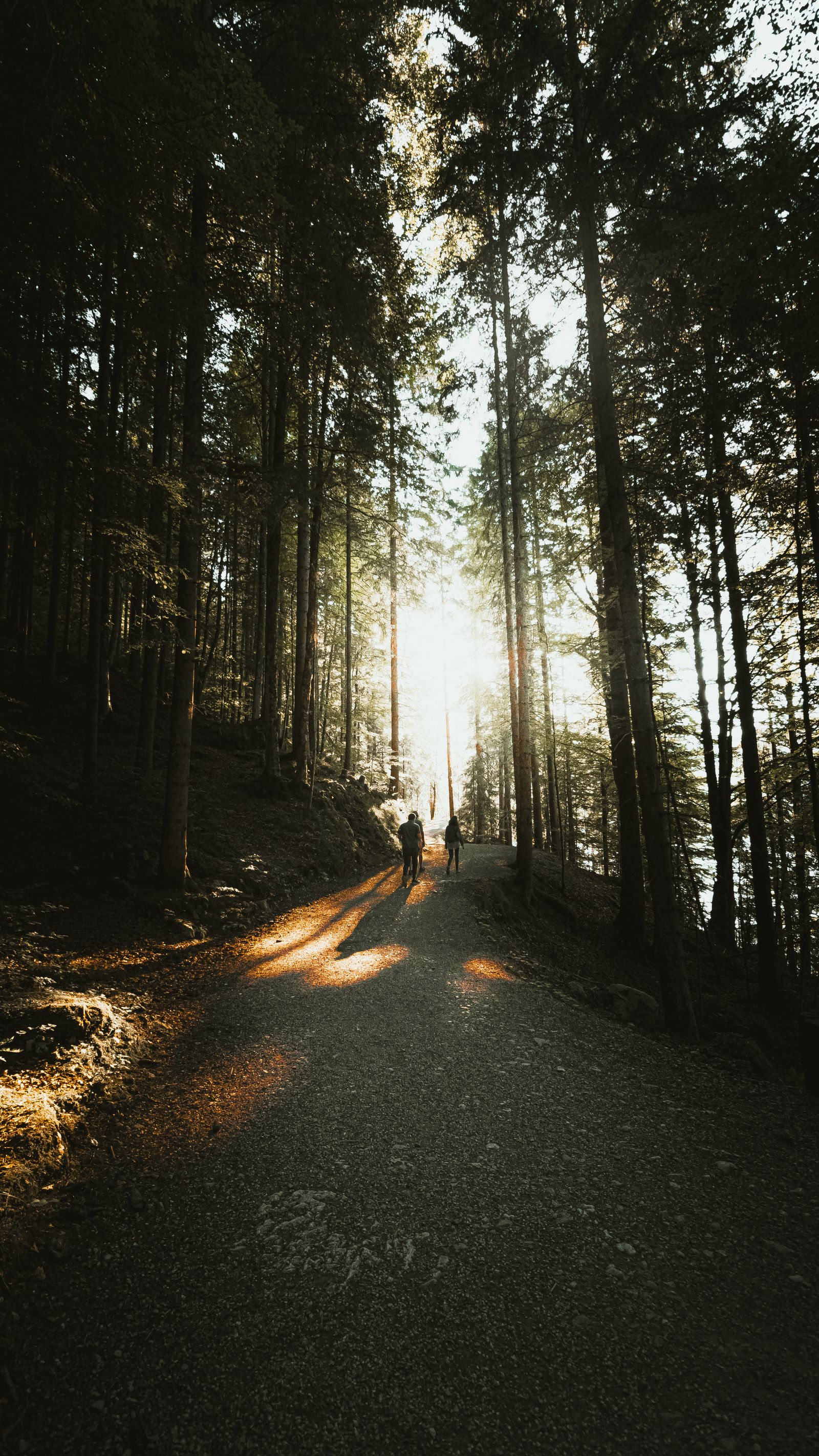 Sunlight filtering through tall trees along a peaceful forest path, with two people walking in silhouette