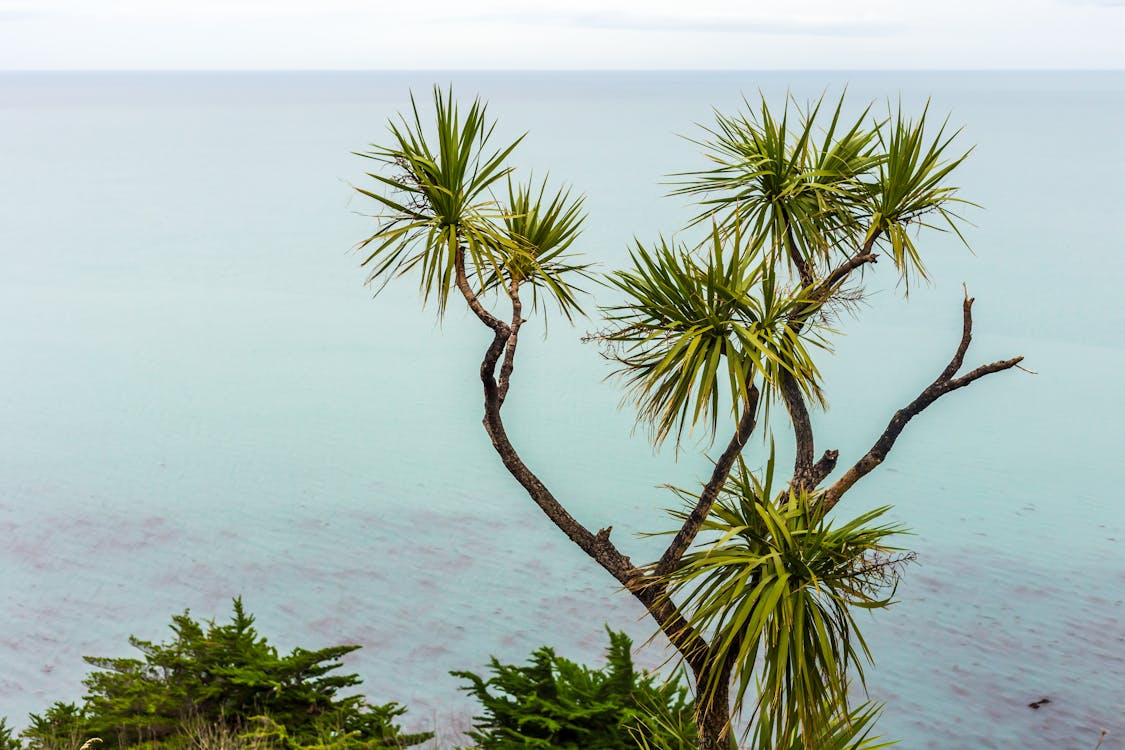 Darmowe zdjęcie z galerii z drzewo, lato, morze