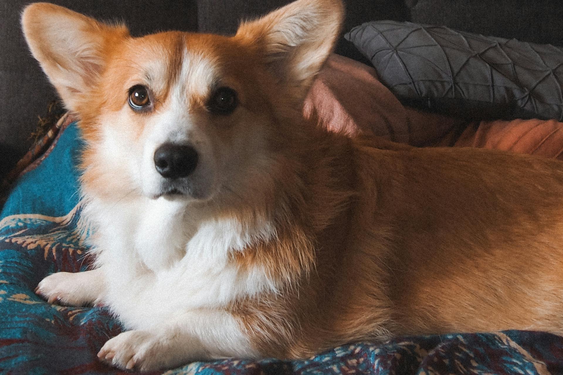 Pembroke Welsh Corgi Lying Down