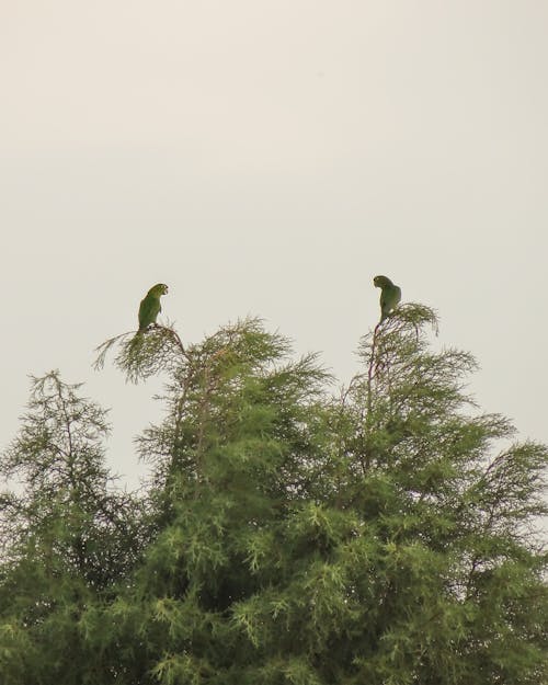 Aves no fim da tarde