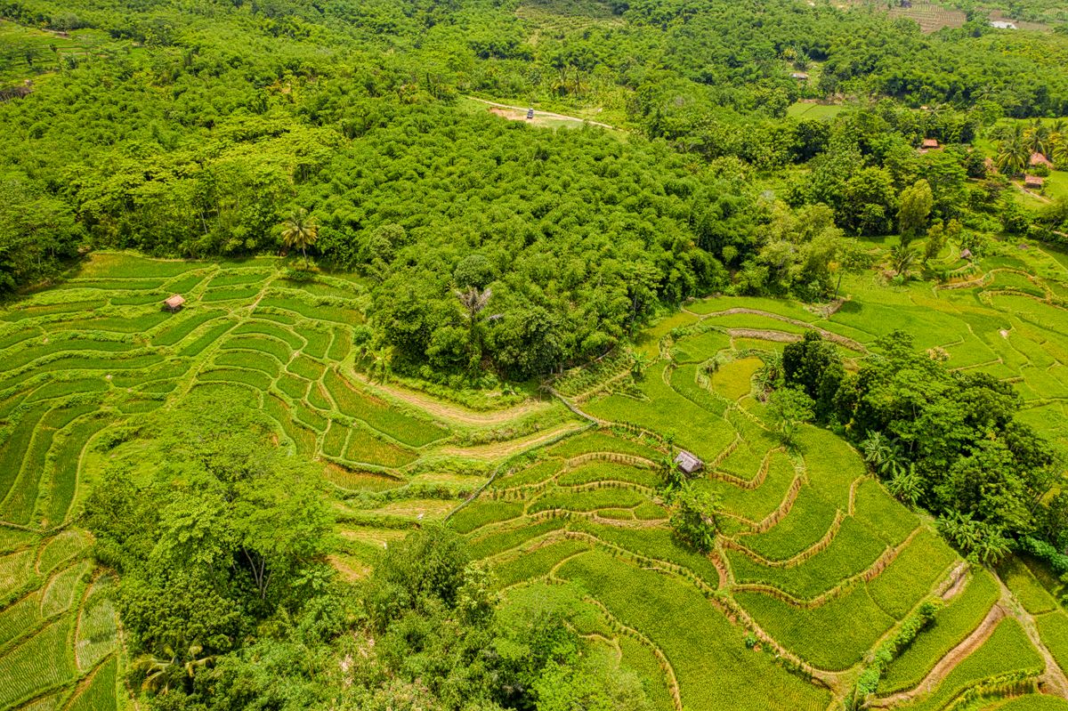 Aerial view of green rice terraces and forest in Purwakarta, Indonesia.