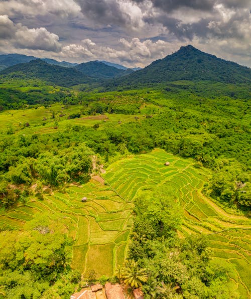 Free Green Rice Terraces Near Mountain Stock Photo