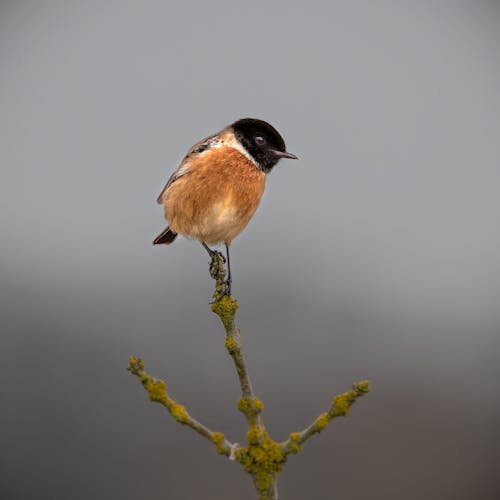 A small bird perched on top of a twig