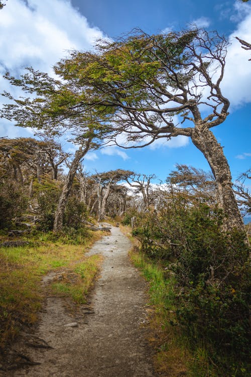 Photos gratuites de arbres, arbustes, bois