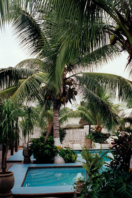 Kostenloses Stock Foto zu badeort, exotisch, kokosnüsse