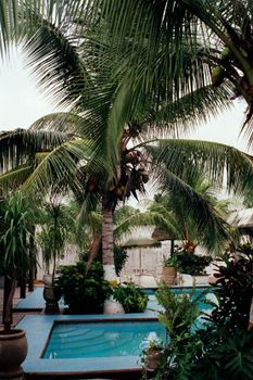 Relaxing tropical setting with palm trees and a serene pool, perfect for an exotic getaway.