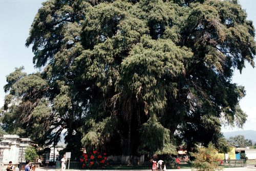 Free Arbre de Tulé de 2000 ans. hauteur 40m. largeur 42m Stock Photo