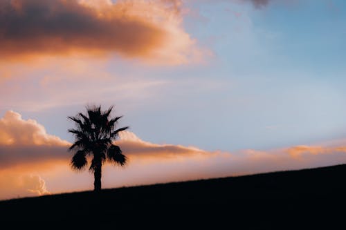A lone palm tree silhouetted against a sunset sky
