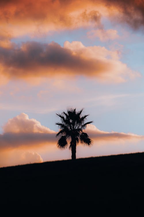 A lone palm tree stands on a hillside at sunset