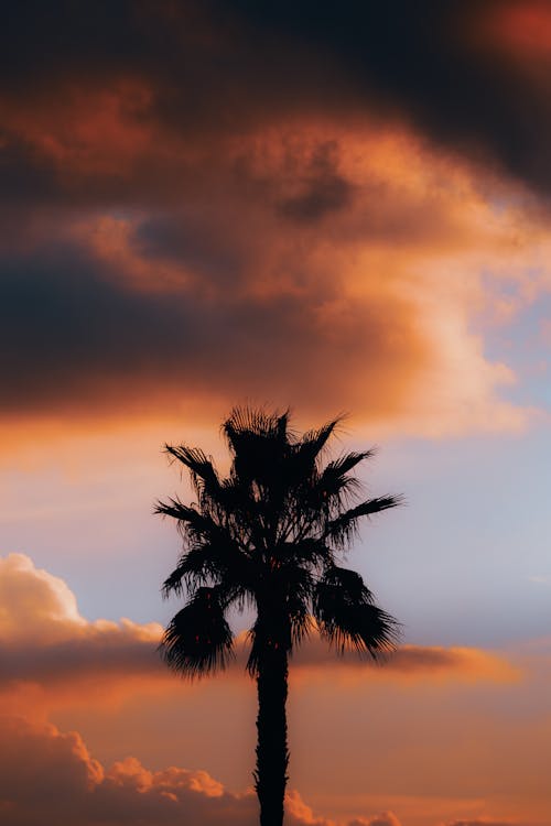 A palm tree silhouetted against a cloudy sky