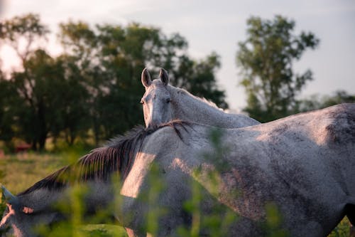 Fotos de stock gratuitas de caballos, enfoque selectivo, fotografía de animales