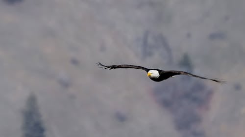 Free stock photo of eagle, soaring, wings