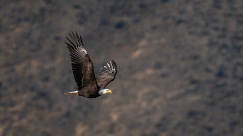 A bald eagle flying over a rocky hillside