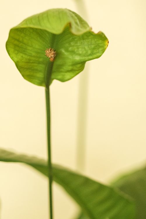 Free Close-up of a green leaf showing unique texture against a soft yellow background. Stock Photo