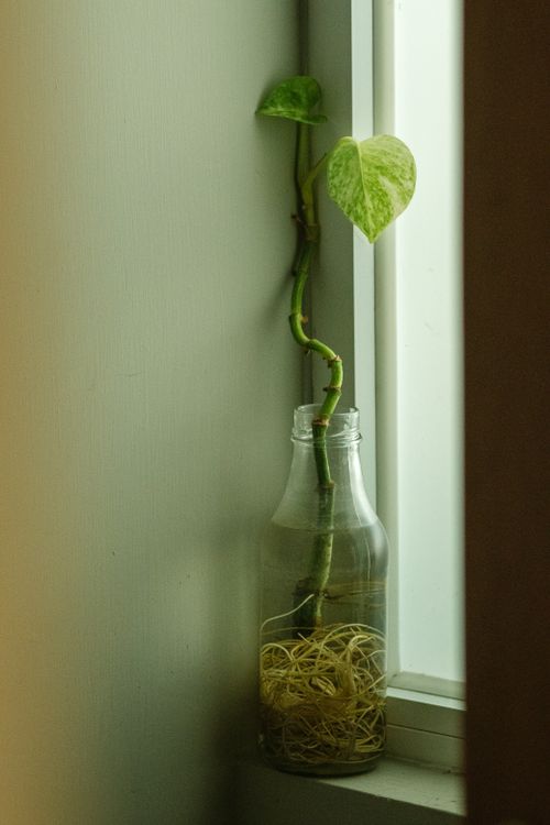 Free Close-up of a plant in a glass bottle on a windowsill, showcasing minimalist indoor decor. Stock Photo