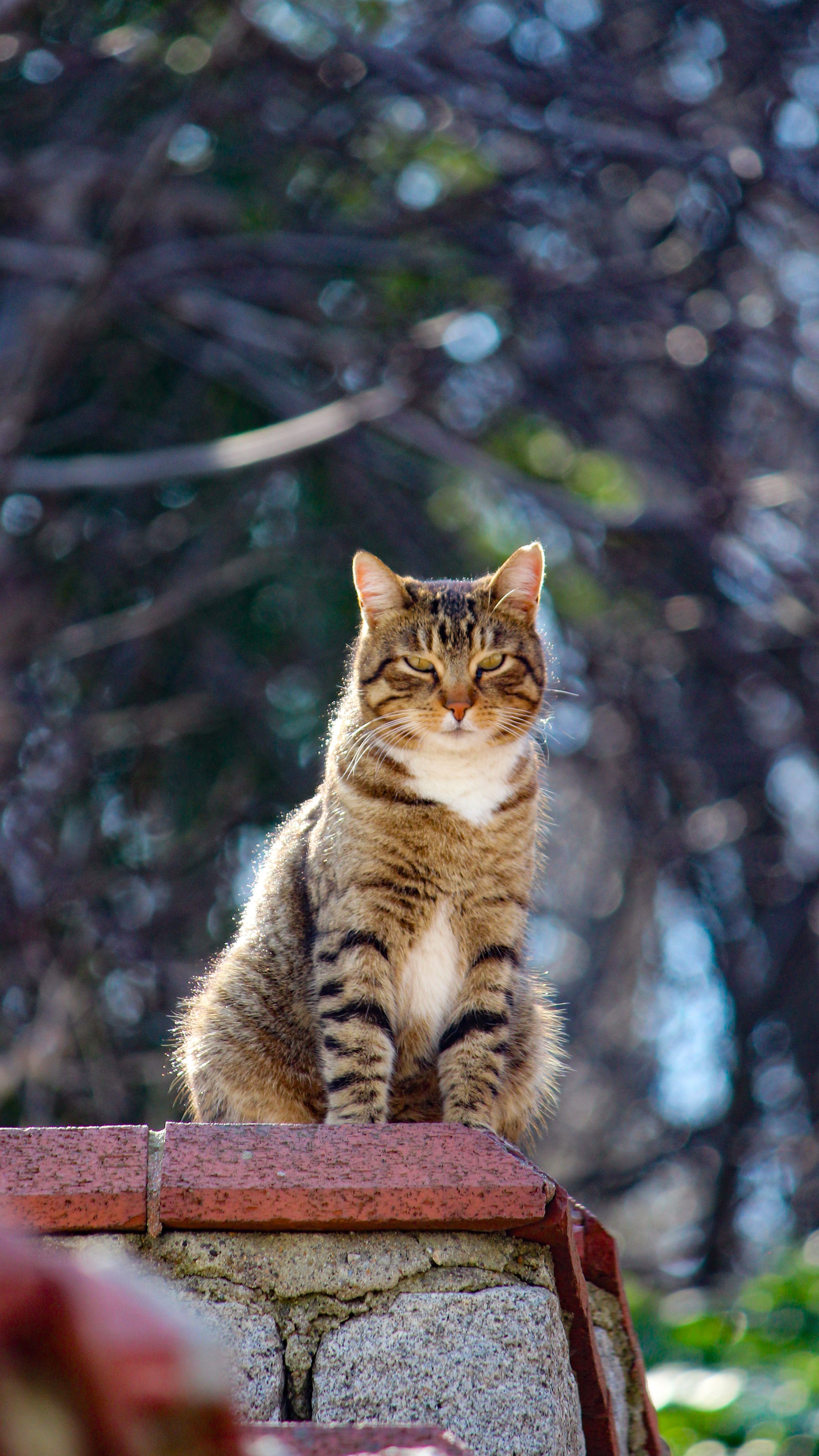 A cat sitting on a brick wall · Free Stock Photo
