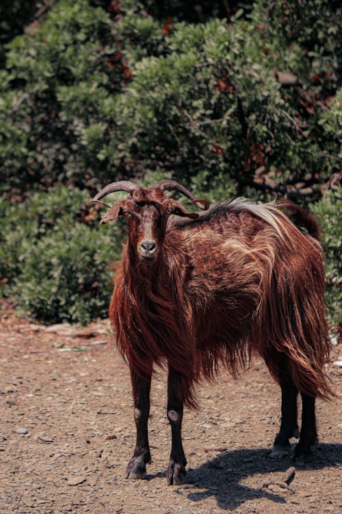 Foto stok gratis fotografi binatang, kambing spanyol, pasir