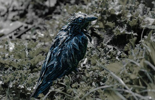 A black bird sitting on some grass