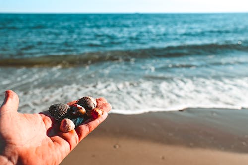 Foto stok gratis kerang laut, laut, merapatkan