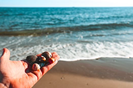Close-up of seashells in a hand against a vibrant beach and sea backdrop.