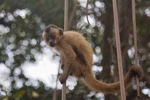 A monkey is hanging from a tree branch